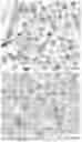 Fig. 11 - SIGNALING CONJUGATES AND METHODS OF USE