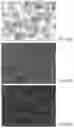 Fig. 12 - SIGNALING CONJUGATES AND METHODS OF USE
