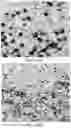 Fig. 19 - SIGNALING CONJUGATES AND METHODS OF USE