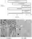 Fig. 20 - SIGNALING CONJUGATES AND METHODS OF USE