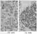 Fig. 22 - SIGNALING CONJUGATES AND METHODS OF USE