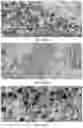 Fig. 23 - SIGNALING CONJUGATES AND METHODS OF USE