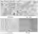 Fig. 28 - SIGNALING CONJUGATES AND METHODS OF USE