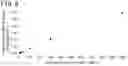 Fig. 09 - QUANTITATIVE DETERMINATION METHOD FOR Hex4, LYSO-GM1, Fuc-GlcNAc-Asn, AND LYSO-SULFATIDE INCLUDED IN CEREBROSPINAL FLUID