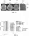 Fig. 21 - System and method for free-breathing quantitative multiparametric mri