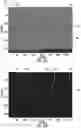 Fig. 31 - Methods for detection of contaminants on optical fiber connectors