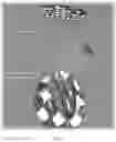 Fig. 08 - MICRO 3D VISUALIZATION AND SHAPE RECONSTRUCTION COMPOSITIONS AND METHODS THEREOF