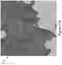 Fig. 14 - Determining 3D Structure Features From DSM Data