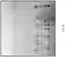 Fig. 11 - Modifying messages stored in mixtures of molecules using thin-layer chromatography