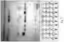 Fig. 14 - Modifying messages stored in mixtures of molecules using thin-layer chromatography