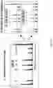 Fig. 25 - Modifying messages stored in mixtures of molecules using thin-layer chromatography