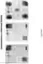 Fig. 30 - Modifying messages stored in mixtures of molecules using thin-layer chromatography