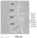 Fig. 09 - IMAGE PROCESSING METHOD AND APPARATUS, AND ELECTRONIC DEVICE, STORAGE MEDIUM AND COMPUTER PROGRAM