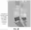 Fig. 10 - IMAGE PROCESSING METHOD AND APPARATUS, AND ELECTRONIC DEVICE, STORAGE MEDIUM AND COMPUTER PROGRAM