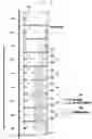Fig. 35 - Electronic device and method for predicting residual image of display and compensating for residual image of the display