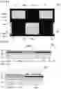 Fig. 15 - Dimming panel and liquid crystal display device