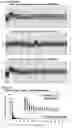 Fig. 28 - METHOD FOR SELECTING PATIENT SPECIFIC THERAPY