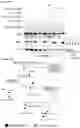 Fig. 37 - METHOD FOR SELECTING PATIENT SPECIFIC THERAPY