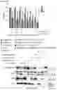 Fig. 38 - METHOD FOR SELECTING PATIENT SPECIFIC THERAPY
