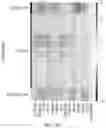 Fig. 117 - METHODS AND SYSTEMS FOR DETERMINING GENE EXPRESSION PROFILES AND CELL IDENTITIES FROM MULTI-OMIC IMAGING DATA
