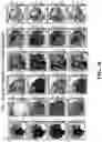 Fig. 48 - METHODS AND SYSTEMS FOR DETERMINING GENE EXPRESSION PROFILES AND CELL IDENTITIES FROM MULTI-OMIC IMAGING DATA