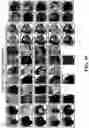 Fig. 49 - METHODS AND SYSTEMS FOR DETERMINING GENE EXPRESSION PROFILES AND CELL IDENTITIES FROM MULTI-OMIC IMAGING DATA