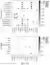 Fig. 65 - METHODS AND SYSTEMS FOR DETERMINING GENE EXPRESSION PROFILES AND CELL IDENTITIES FROM MULTI-OMIC IMAGING DATA