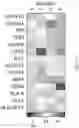 Fig. 78 - METHODS AND SYSTEMS FOR DETERMINING GENE EXPRESSION PROFILES AND CELL IDENTITIES FROM MULTI-OMIC IMAGING DATA