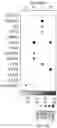 Fig. 79 - METHODS AND SYSTEMS FOR DETERMINING GENE EXPRESSION PROFILES AND CELL IDENTITIES FROM MULTI-OMIC IMAGING DATA