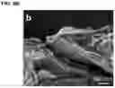 Fig. 09 - Physical forms of MXene materials exhibiting novel electrical and optical characteristics