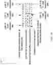 Fig. 12 - Group addressed frame delivery over multi-link systems