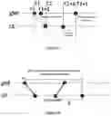 Fig. 06 - Electronic apparatus, wireless communication method and computer-readable medium