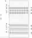 Fig. 23 - ELECTRONIC DEVICE INCLUDING FLEXIBLE DISPLAY