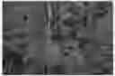 Fig. 01 - Apple tree named ‘SF1’