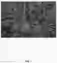 Fig. 02 - Apple tree named ‘SF1’