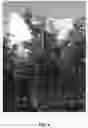 Fig. 05 - Apple tree named ‘SF1’