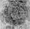 Fig. 01 - Lettuce variety ‘Kailua’
