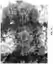 Fig. 03 - Lettuce variety ‘Kailua’