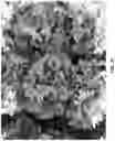 Fig. 05 - Lettuce variety ‘Kailua’