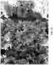 Fig. 07 - Lettuce variety ‘Kailua’