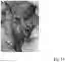 Fig. 11 - METHOD AND APPARATUS FOR RECONDITIONING KIDNEYS