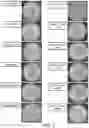 Fig. 05 - LIPID ENCASING AMPHIPATHIC PEPTIDES