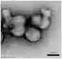 Fig. 01 - Colloidal particle formulations with advanced functionality