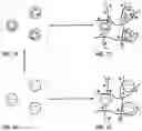 Fig. 02 - Colloidal particle formulations with advanced functionality