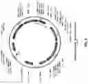 Fig. 03 - GENELIGHT CULTURES AND EXTRACTS AND APPLICATIONS THEREOF
