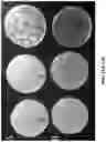 Fig. 12 - GENELIGHT CULTURES AND EXTRACTS AND APPLICATIONS THEREOF