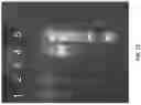 Fig. 13 - GENELIGHT CULTURES AND EXTRACTS AND APPLICATIONS THEREOF