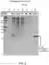 Fig. 04 - Sweet protein from truffle