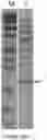 Fig. 09 - Sweet protein from truffle