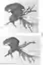 Fig. 04 - Systems and methods for registration of intra-body electrical readings with a pre-acquired three dimensional image